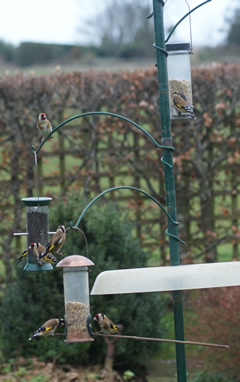 Seven Goldfinches - Feb 2013